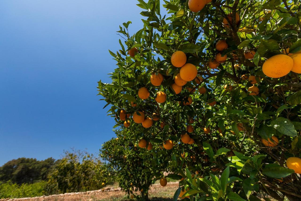 Planells Agroturismo